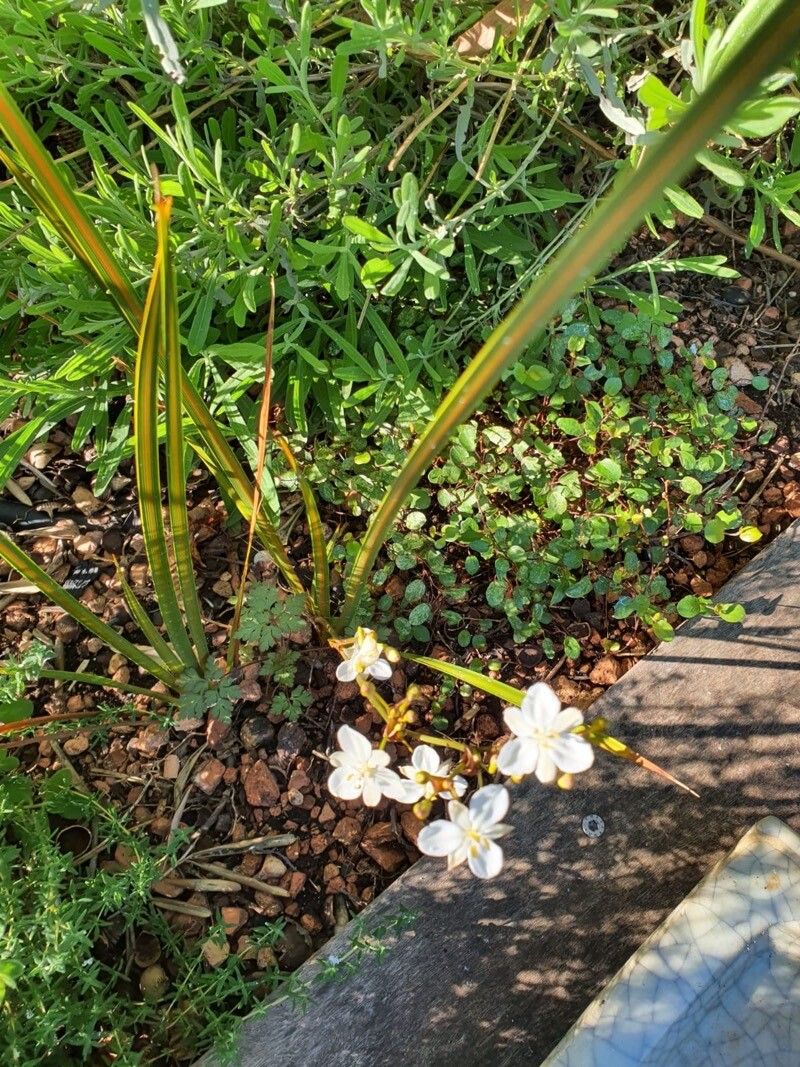 Libertia paniculata flower