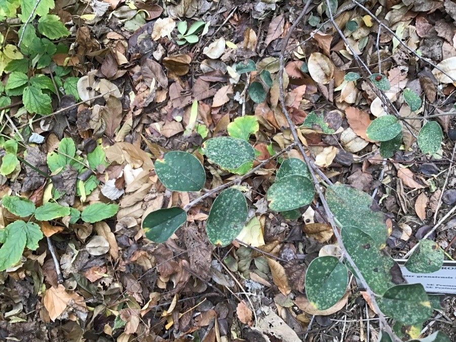 Cotoneaster granatensis leaf