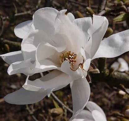Magnolia × loebneri flower