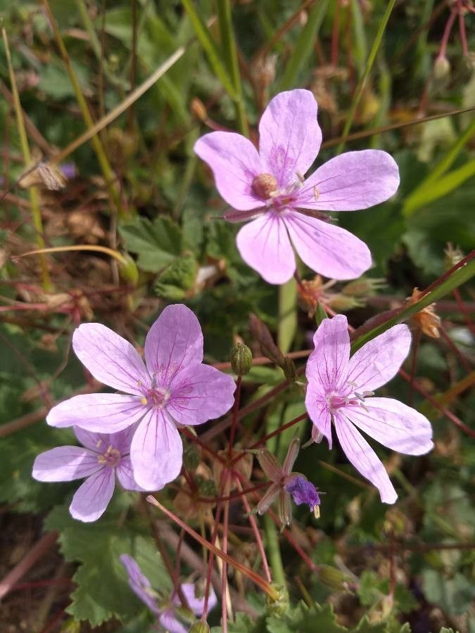 Erodium nervulosum — search result for 'Erodium'