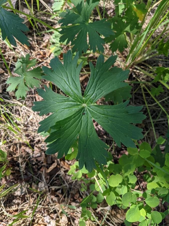 Geranium viscosissimum — search result for 'Geranium'