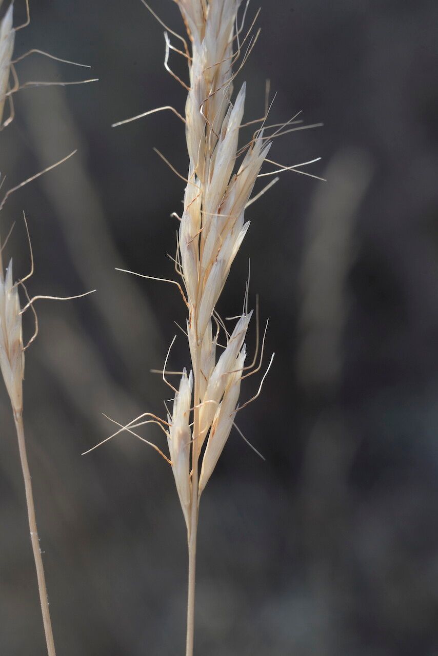 Helictochloa bromoides fruit