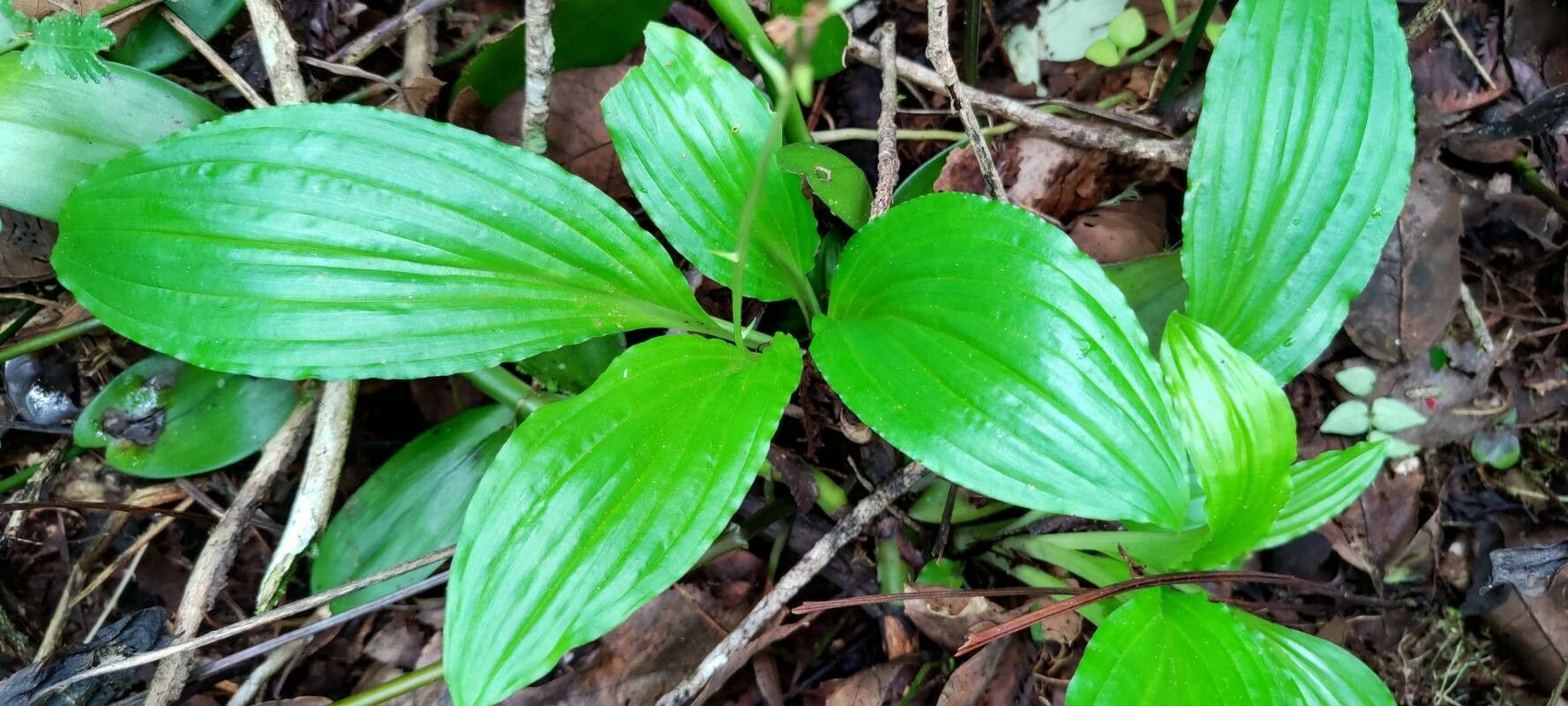 Liparis nervosa — houseplant care guide