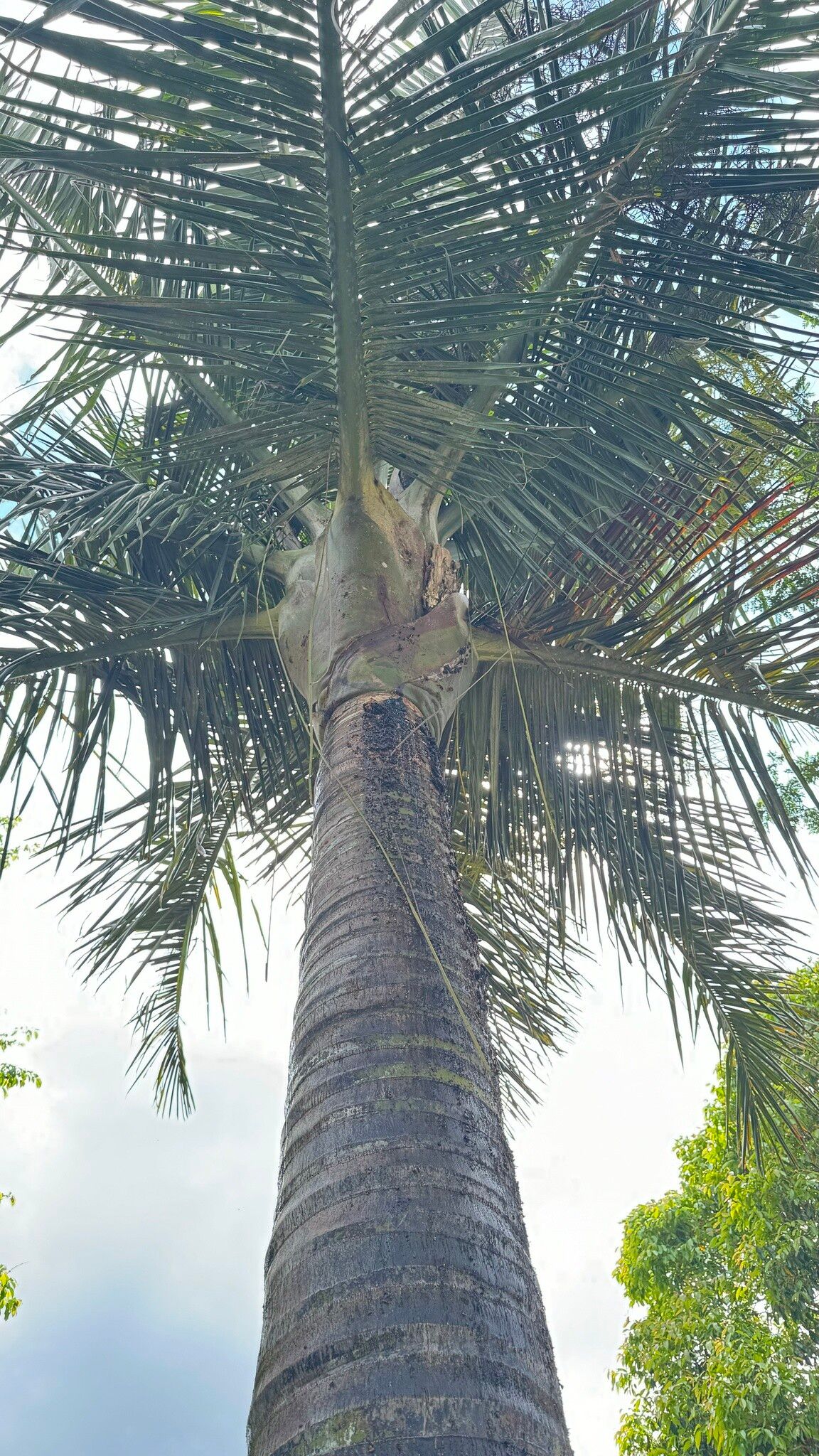 Dypsis robusta — houseplant care guide