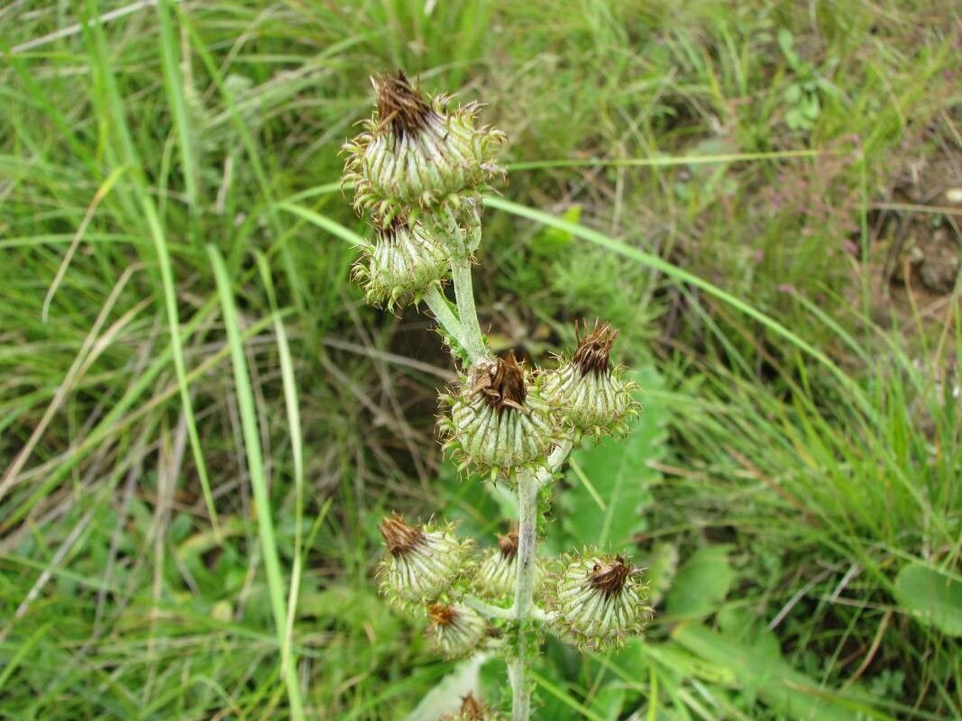Berkheya rhapontica — houseplant care guide