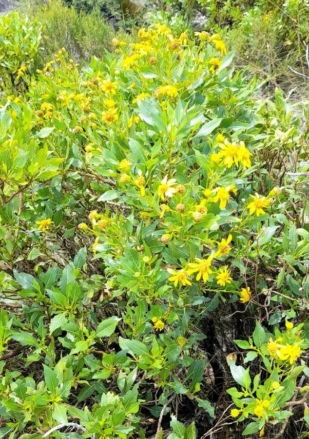 Flourensia thurifera habit