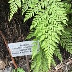 Davallia canariensis