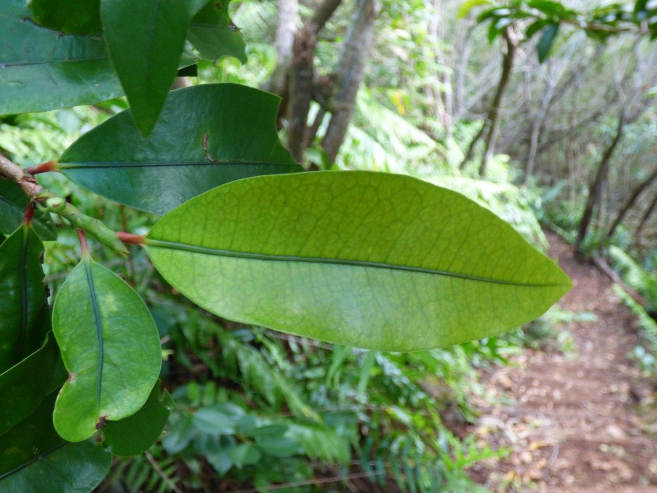 Erythroxylum laurifolium — houseplant care guide