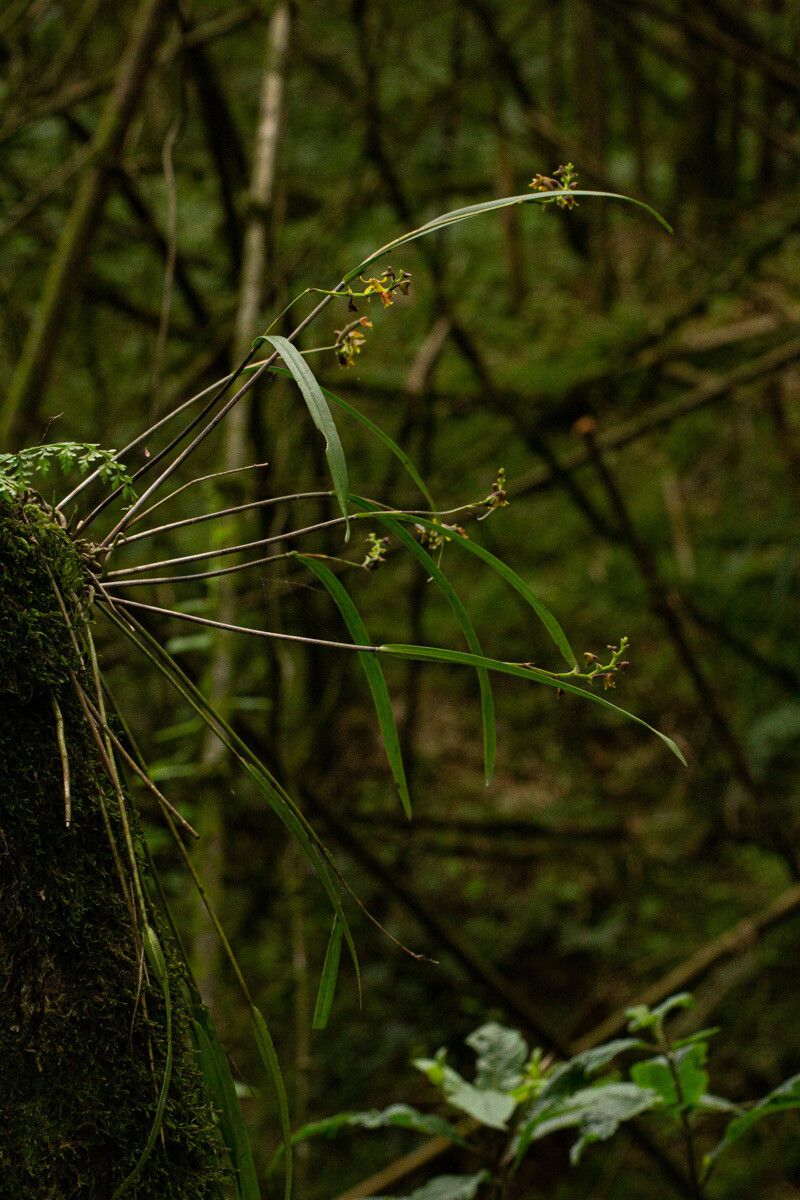 Polystachya pamelae habit