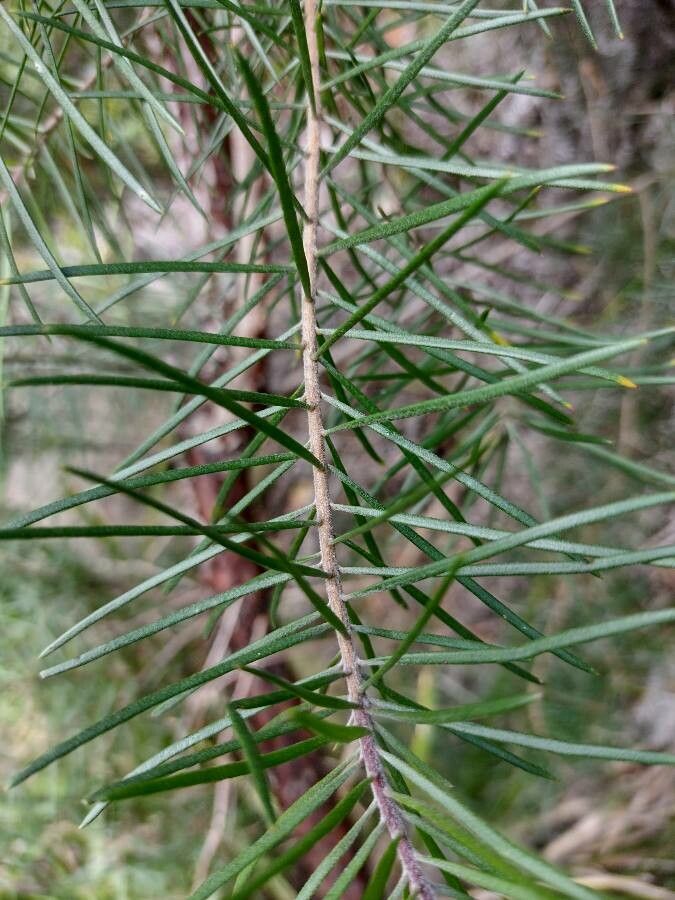 Persoonia linearis — related species from the same genus