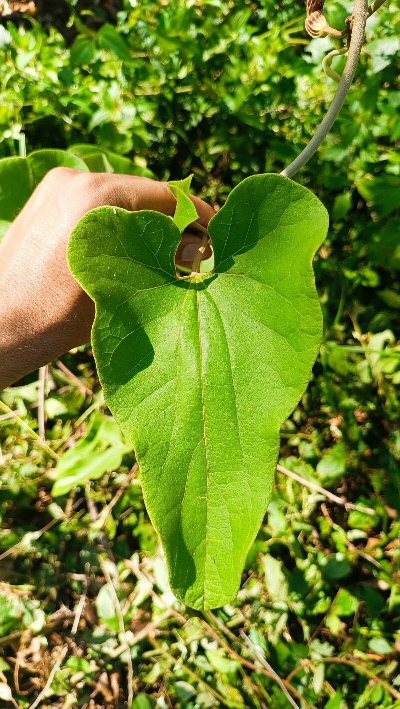 Aristolochia pilosa — search result for 'Aristolochia'