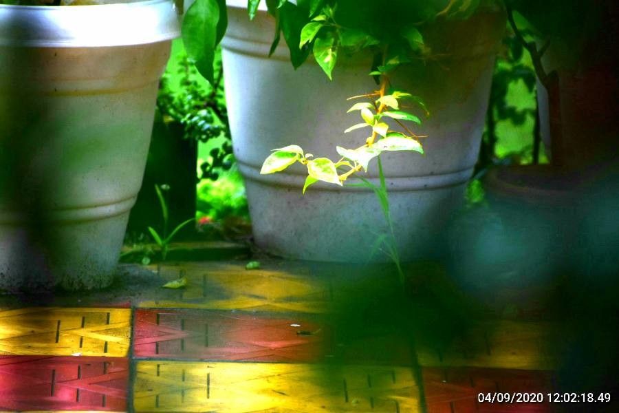 Bougainvillea berberidifolia