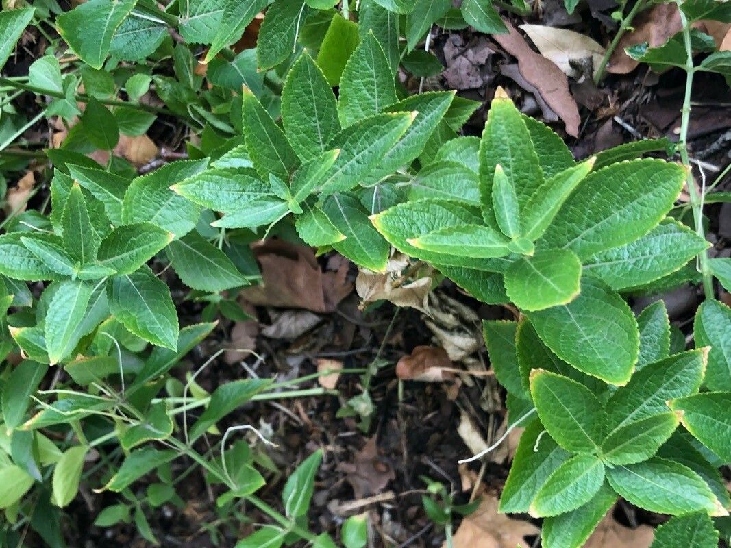 Mercurialis ovata — houseplant care guide