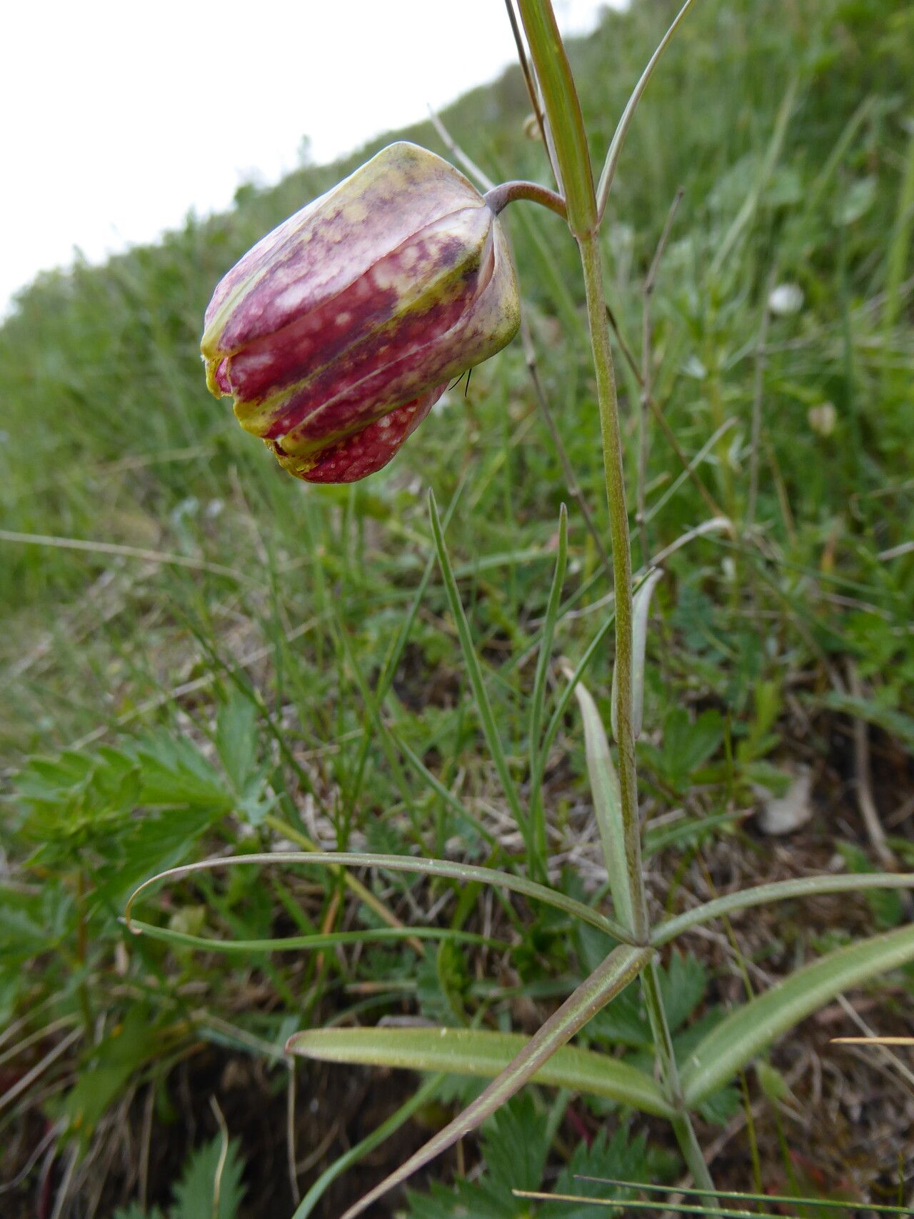 Fritillaria walujewii flower