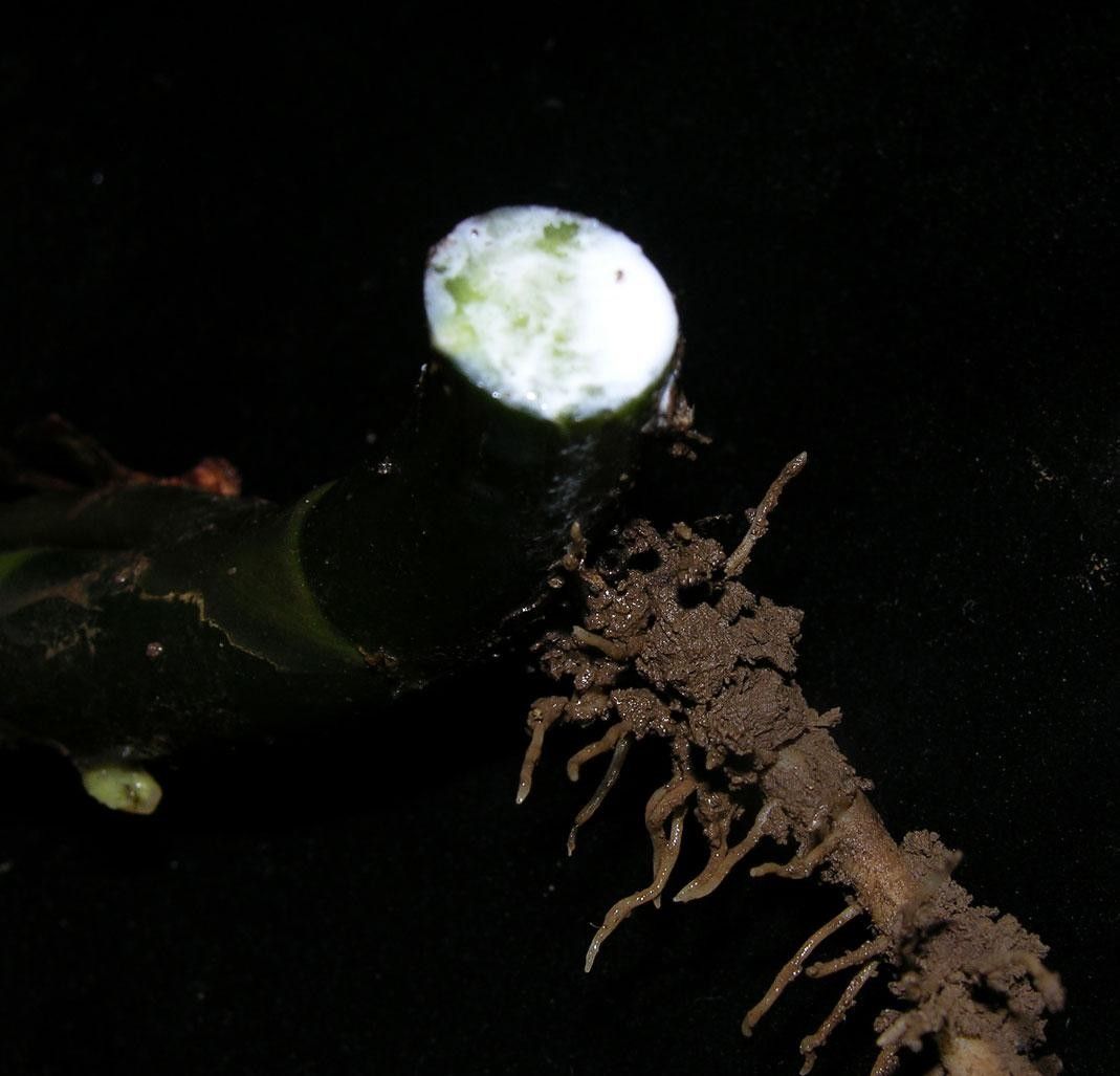 Dieffenbachia concinna fruit