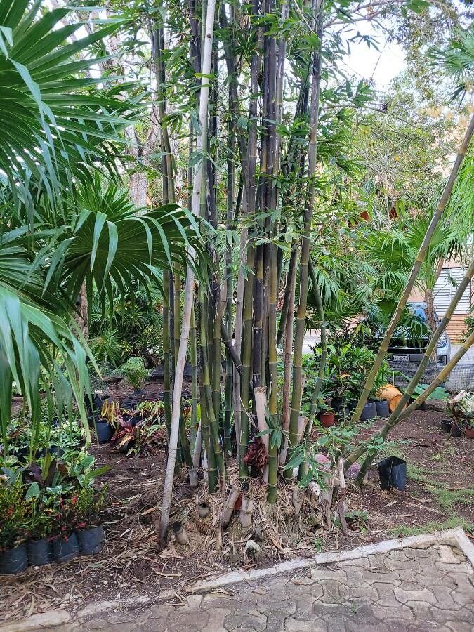 Bambusa chungii bark