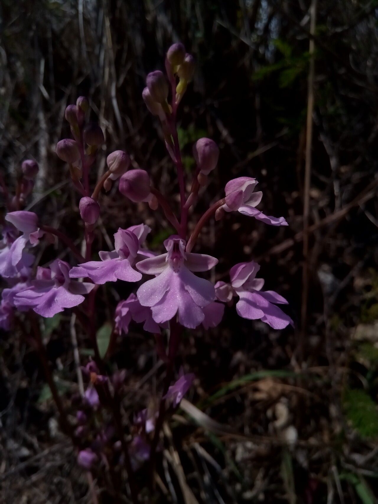 Cynorkis boinana — houseplant care guide