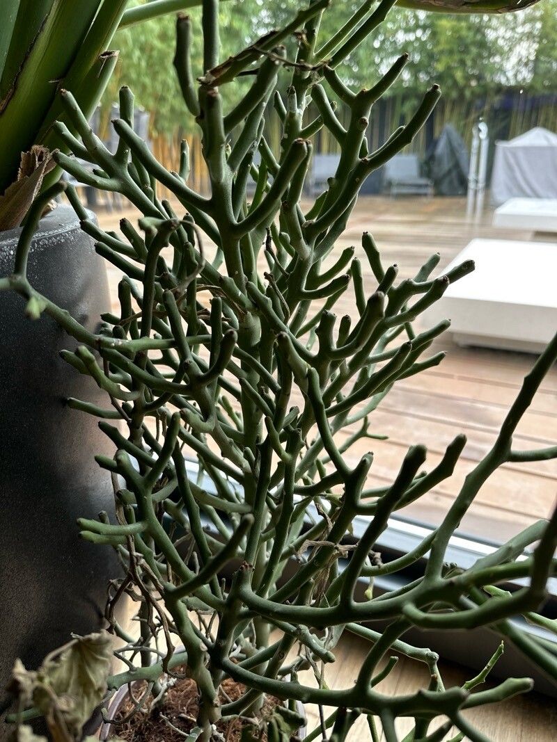 Euphorbia fiherenensis — houseplant care guide