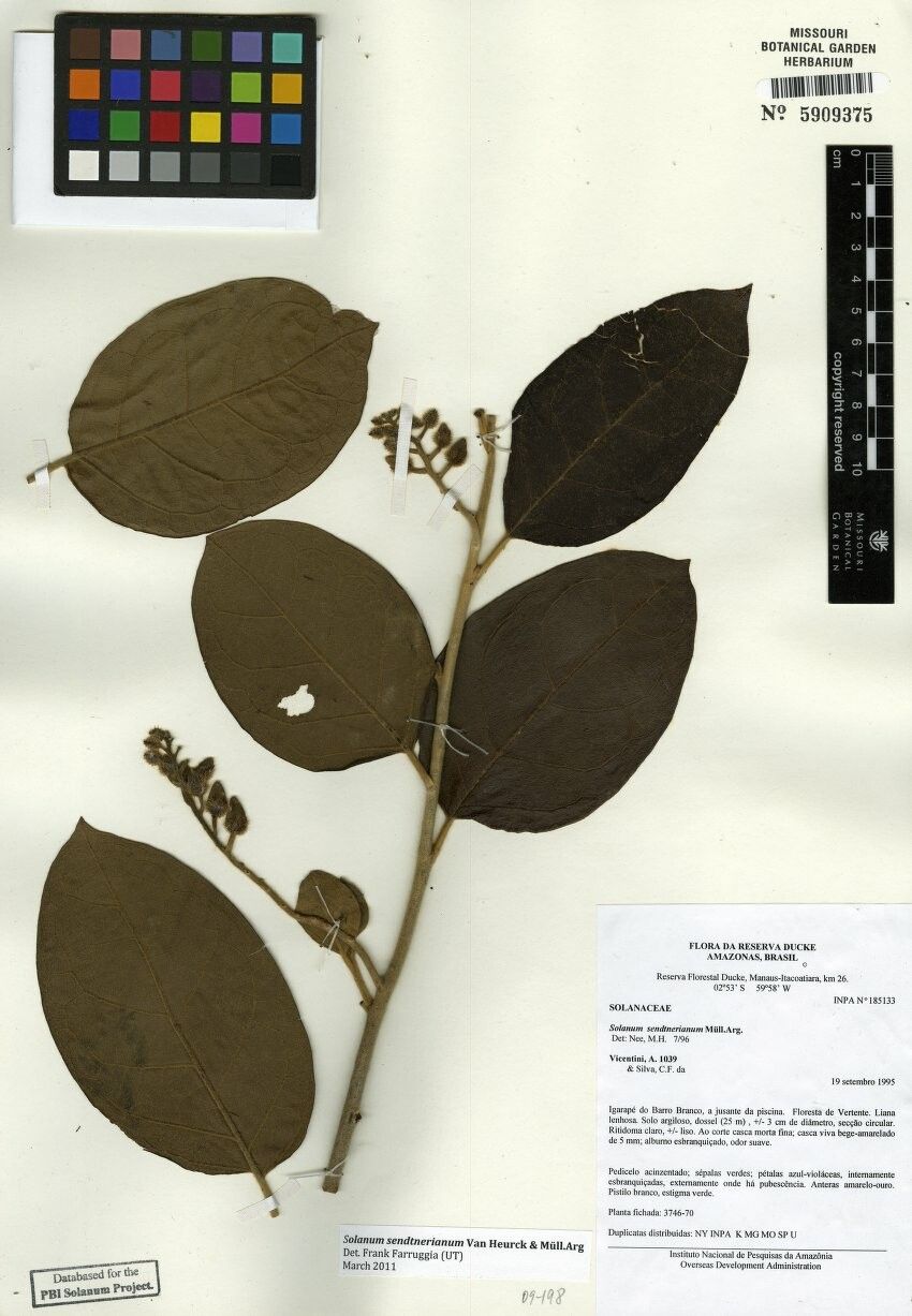 Solanum sendtnerianum other