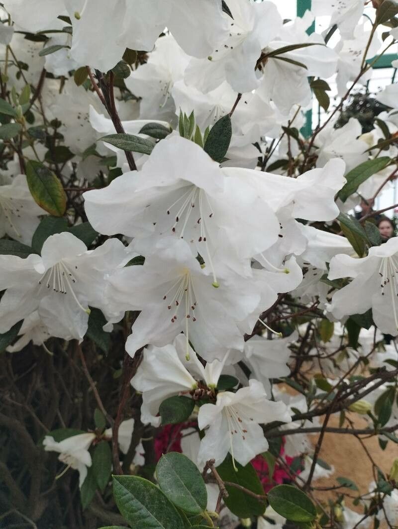 Rhododendron scopulorum — houseplant care guide