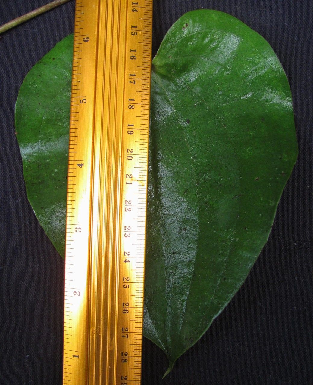 Dioscorea racemosa — houseplant care guide