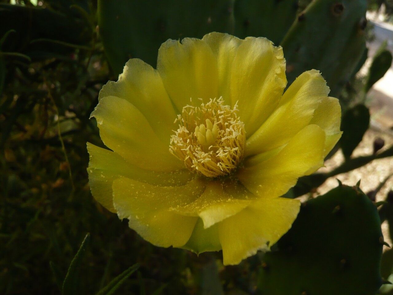 Opuntia humifusa flower