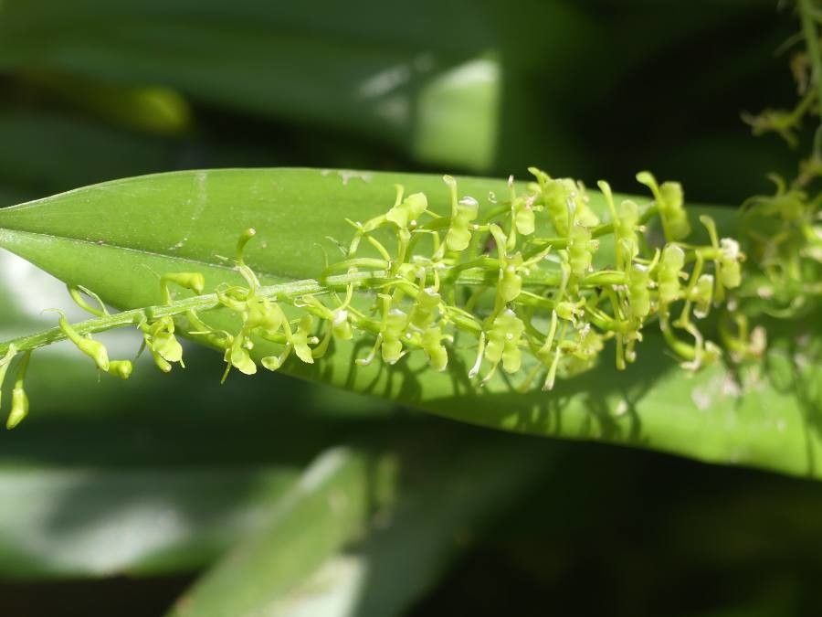 Microchilus hirtellus flower