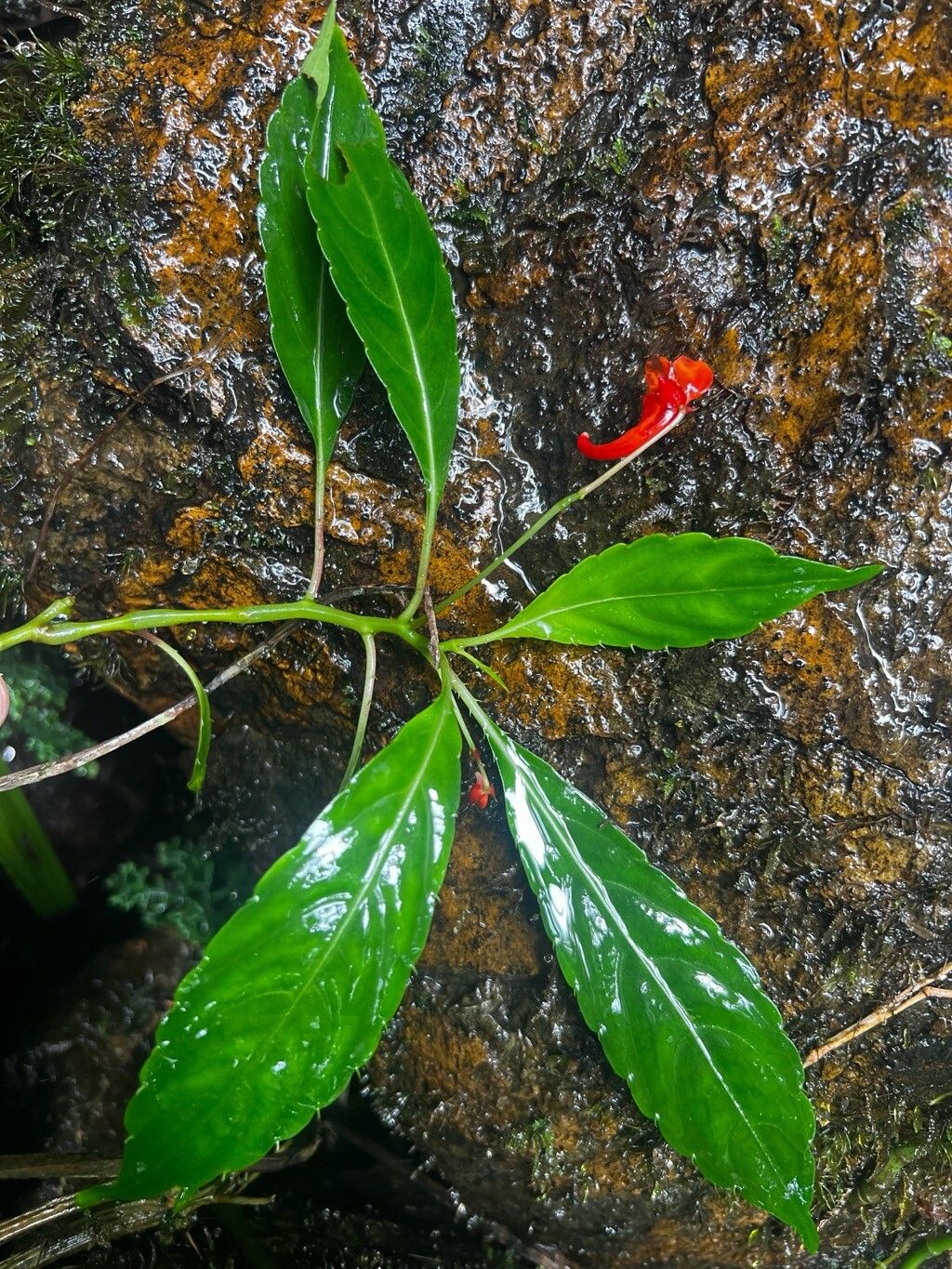 Impatiens manteroana habit