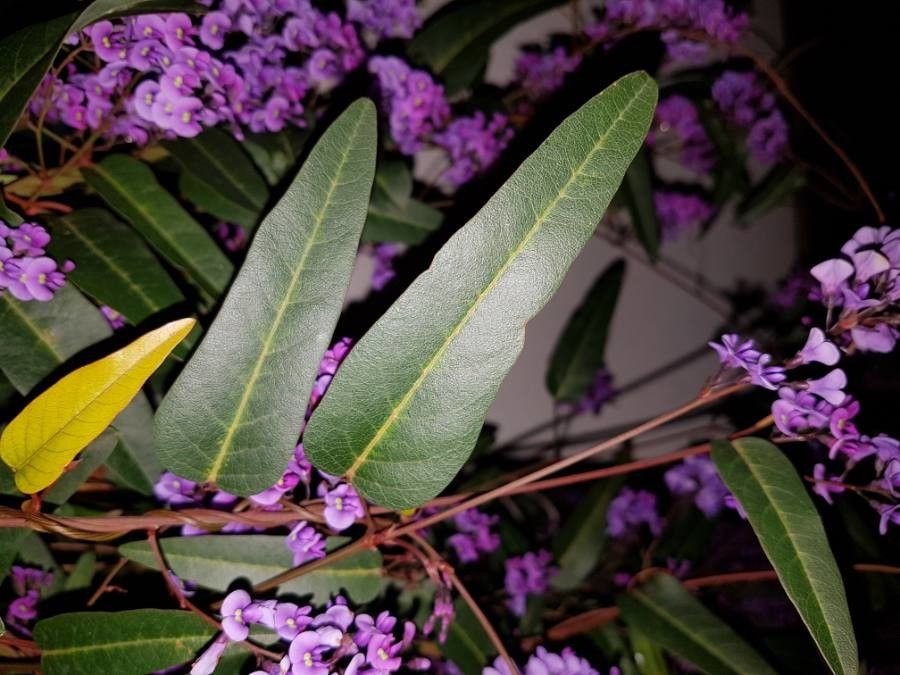 Hardenbergia violacea leaf
