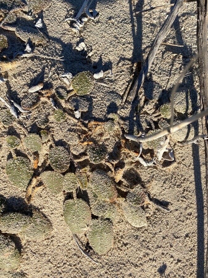 Abronia latifolia leaf