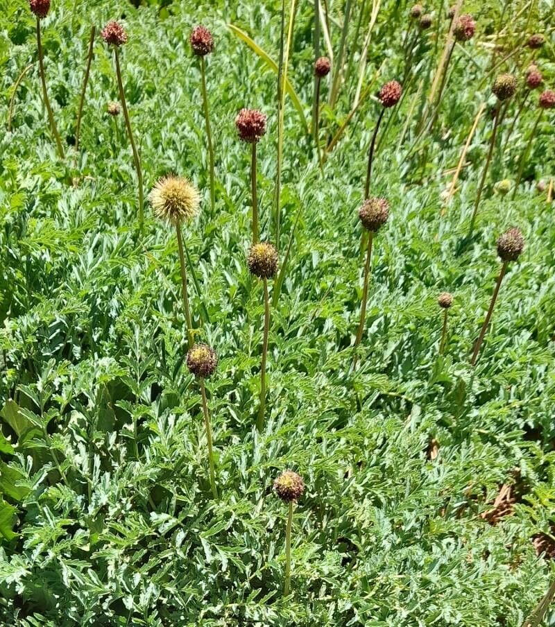 Acaena sericea habit