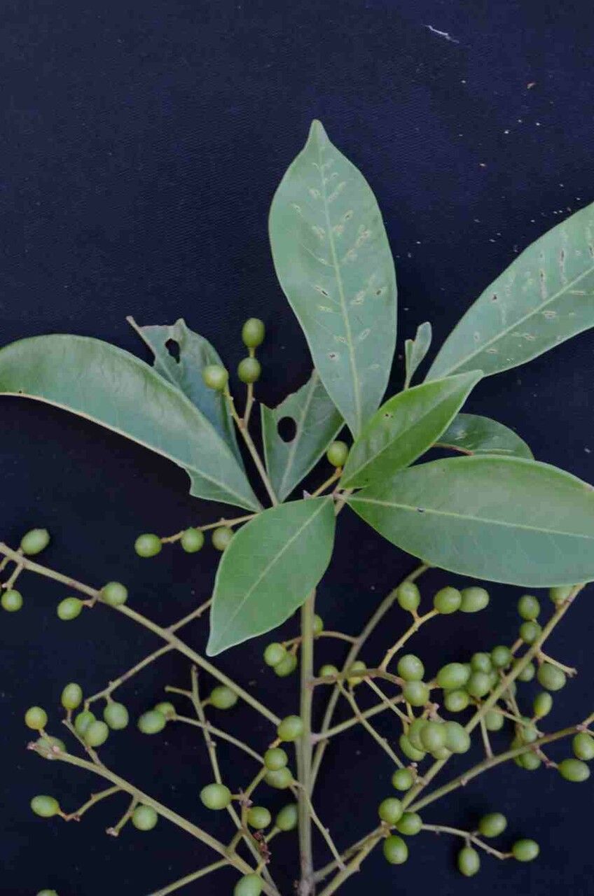 Tapirira guianensis leaf