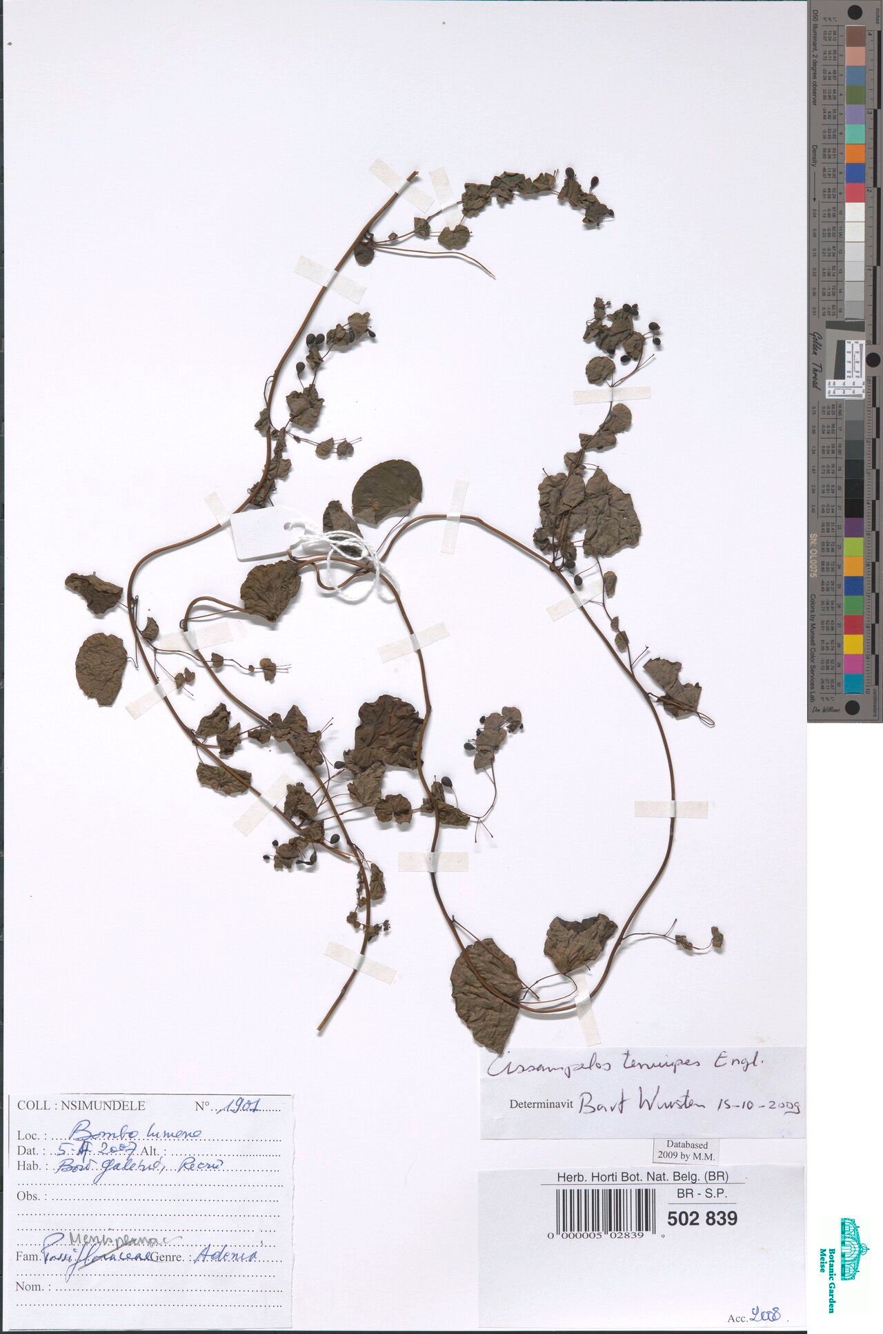 Cissampelos tenuipes — houseplant care guide