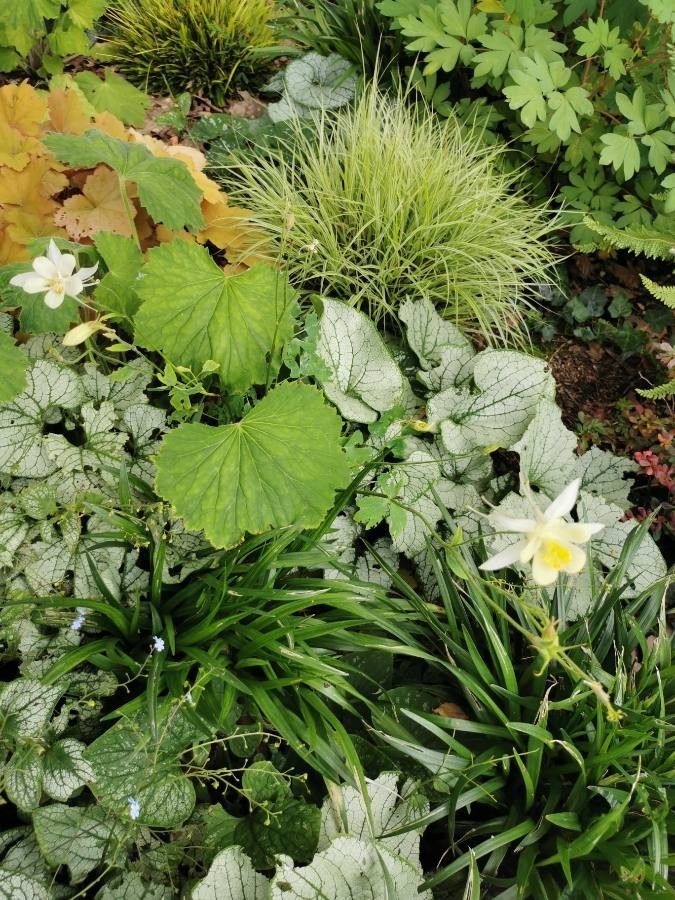Aquilegia pubescens habit