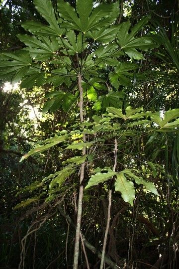 Acropogon sageniifolia habit