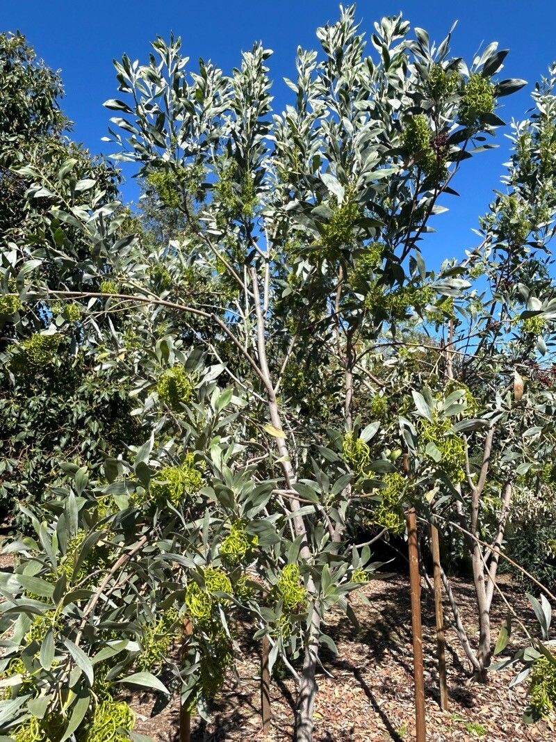 Acacia cowleana habit