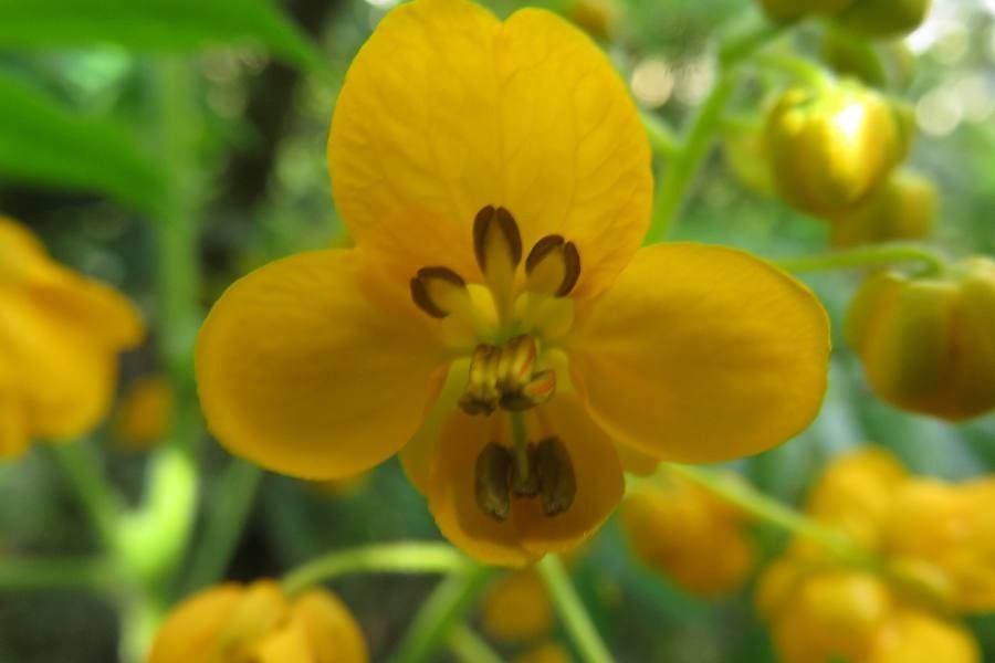 Senna stipulacea flower