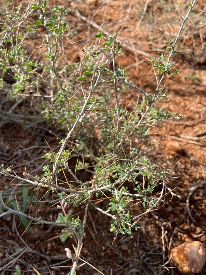 Indigofera spinosa — search result for 'Indigofera'