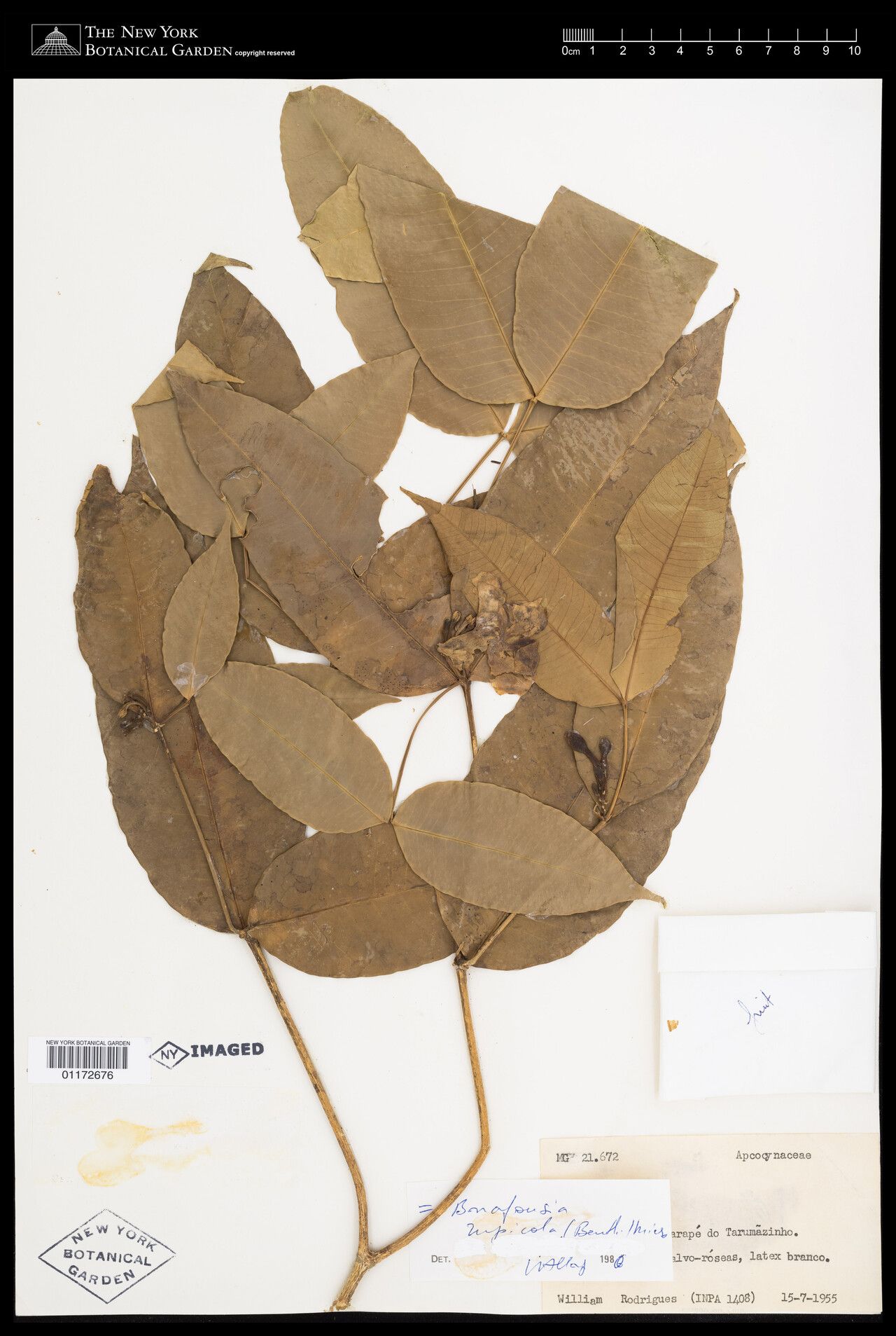 Bonafousia rupicola leaf