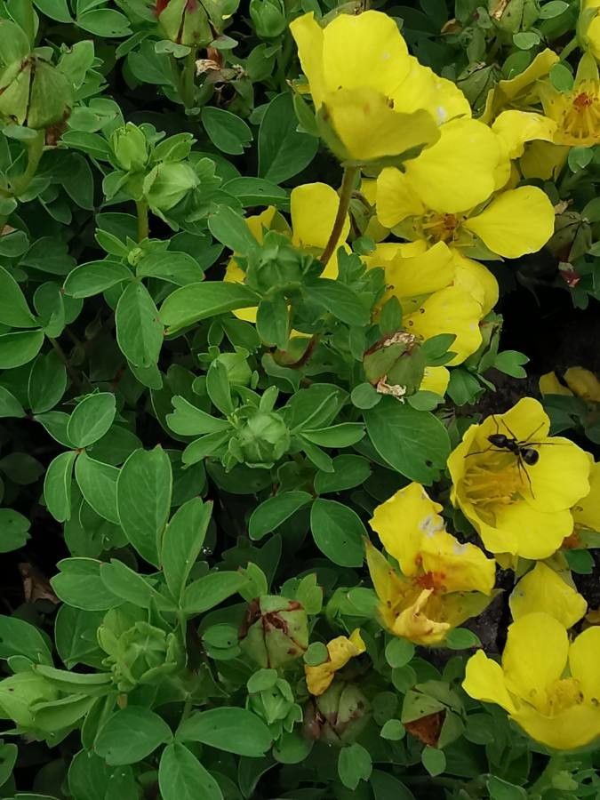 Potentilla eriocarpa — search result for 'Potentilla'