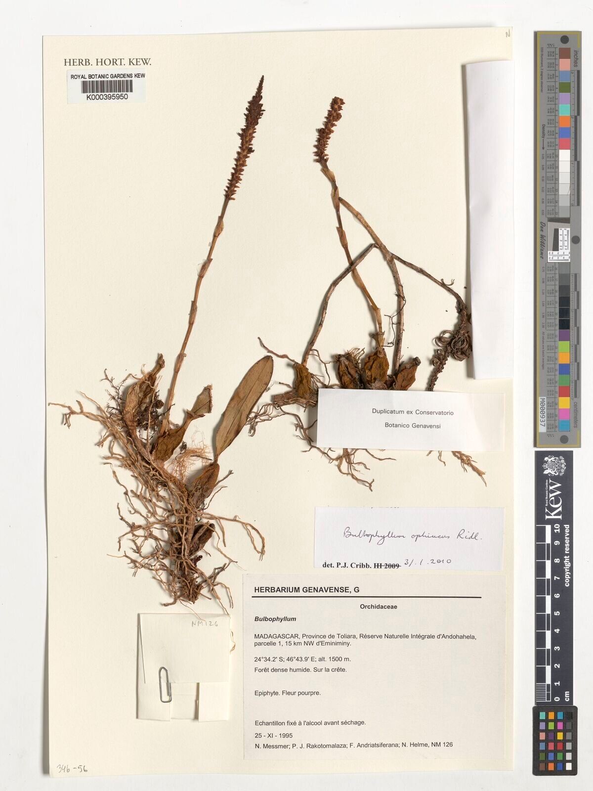 Bulbophyllum ophiuchus — houseplant care guide