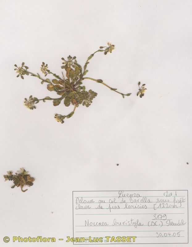 Noccaea brevistyla habit