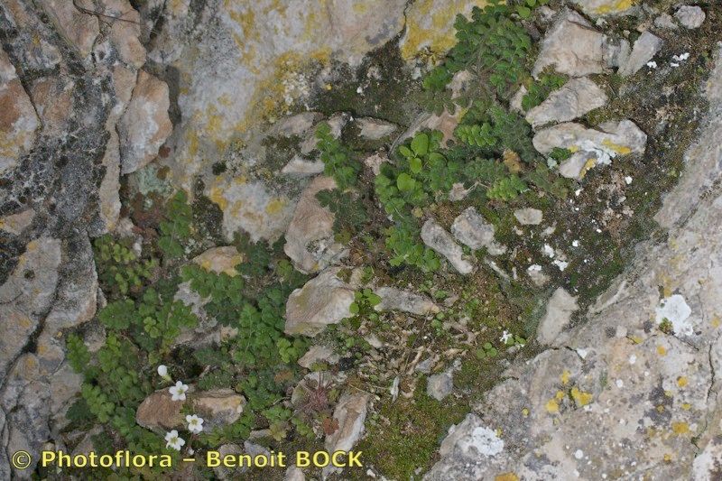 Asplenium hispanicum bark