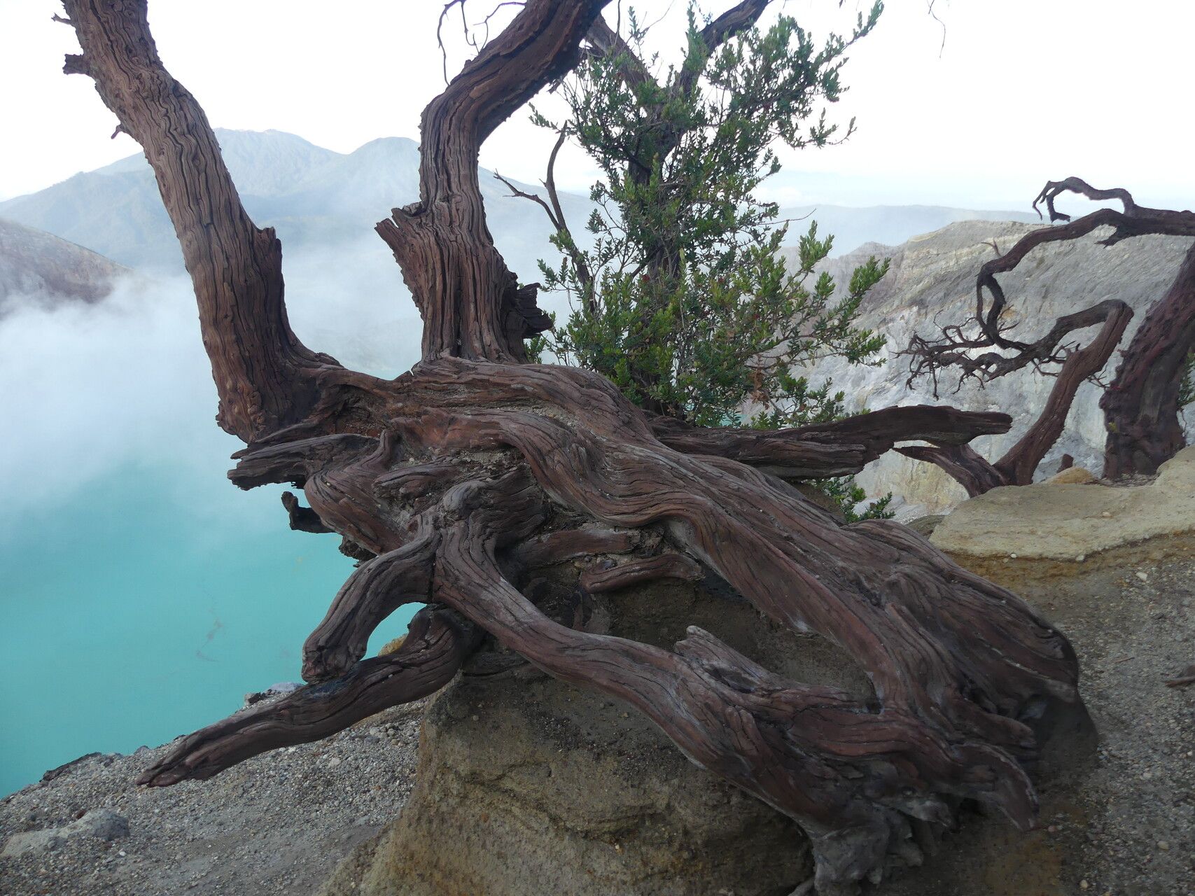 Vaccinium varingiifolium bark