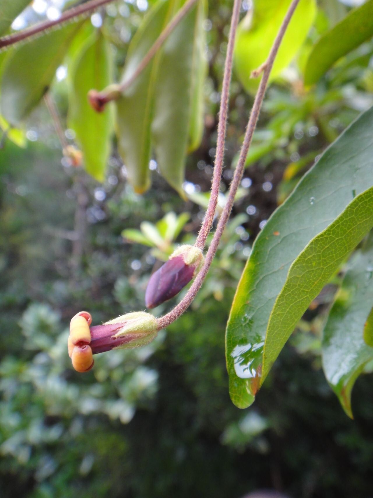 Pittosporum hematomallum flower