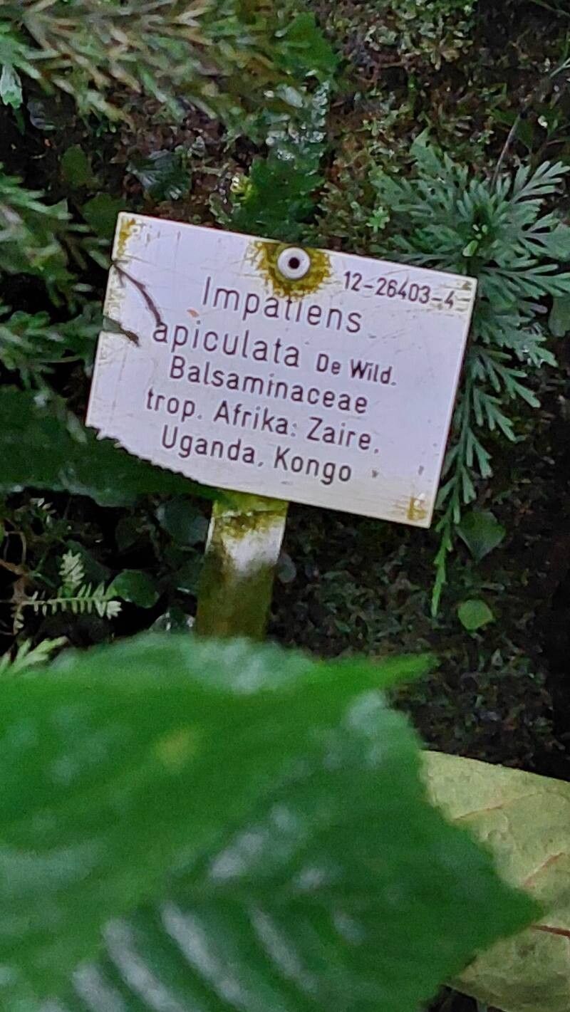 Impatiens apiculata other