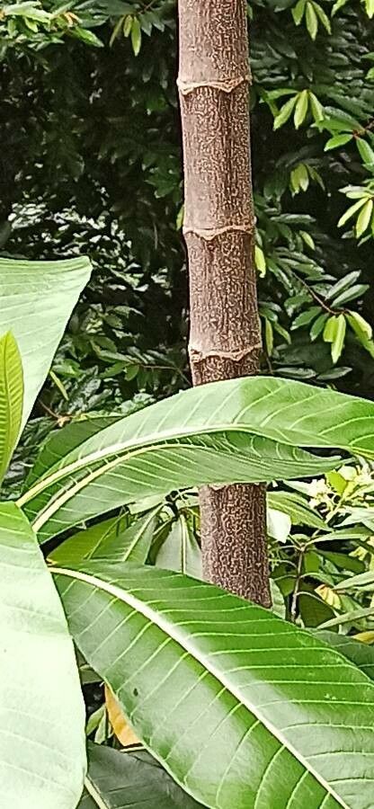 Alstonia macrophylla bark