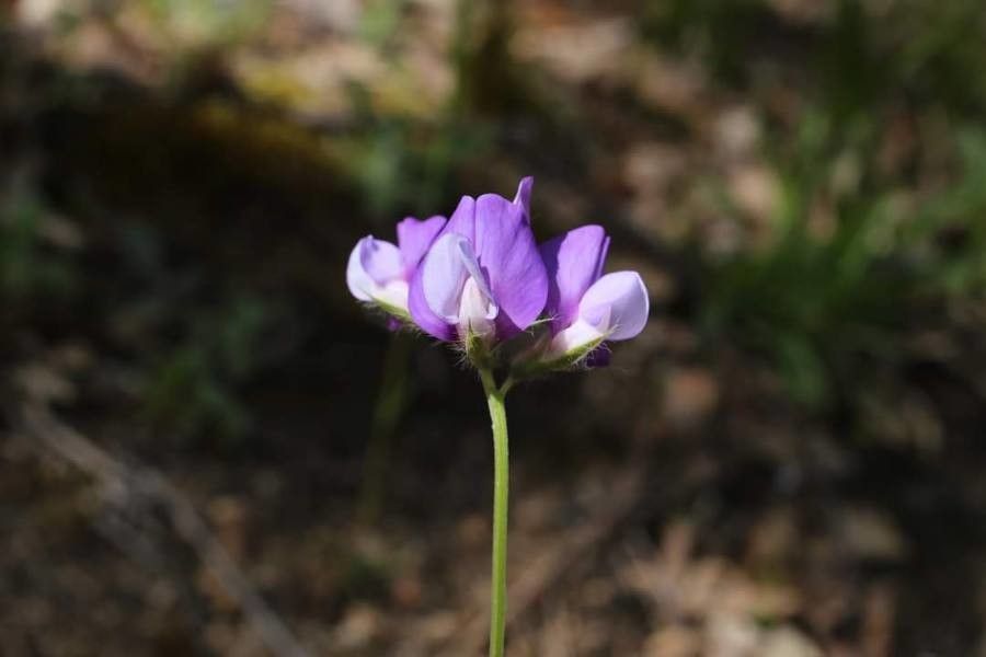 Lathyrus laxiflorus flower