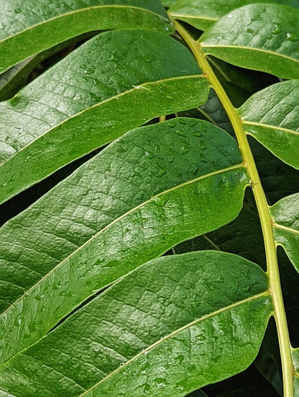 Drynaria drynarioides — related species from the same genus