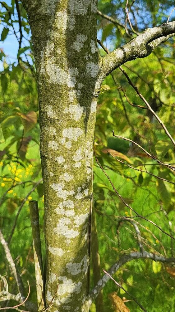 Carpinus viminea bark